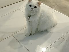 -楼上猫咖(罗湖店)