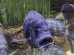 -上海海洋水族馆