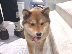 -柴务处·柴犬主题狗咖