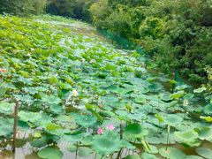 -上海海湾国家森林公园