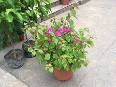 -双季花艺园艺市场(浦东店)