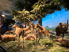 -国家自然博物馆