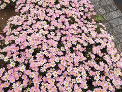 -武清南湖绿博园