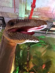 点击看大图 -恐龙探索乐园(磁器口店)