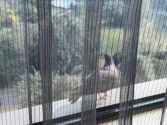 -成都保利公园皇冠假日酒店(熊猫基地店)