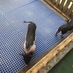 -萌宠亲子动物乐园(槐房万达店)