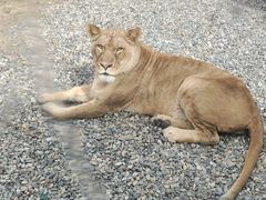 -北京野生动物园