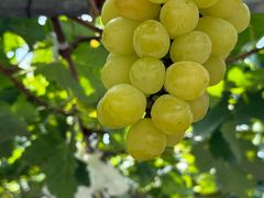 -马陆小张葡萄园农家乐