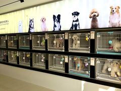 -翊宠yipet猫狗购宠庄园犬舍•猫舍