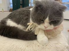 -共舞时光猫咖·狗咖(新街口店)