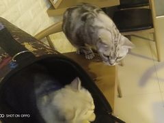 -平行世界·猫咖(首经贸店)