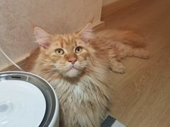 -猫腻·猫咖·撸猫馆(星光大道店)