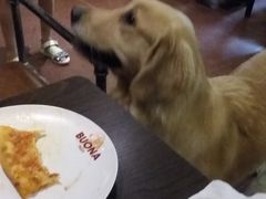 -百好乐宠物友好餐厅(朝外大街店)