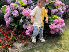 -合肥滨湖国家森林公园