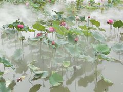 -深圳仙湖植物园