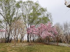 -北坞公园
