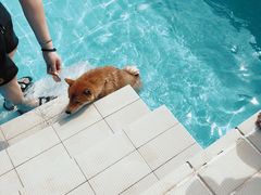 -趣玩宠物乐园寄养训犬训狗游泳池