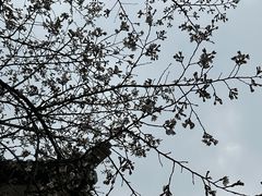 -武汉大学-樱园
