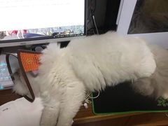 -福州肆爪动物医院
