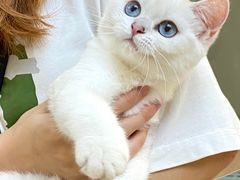-lincat·猫舍(广州店)