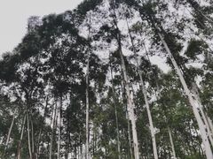 -桉树林A coffee 森林餐厅(三圣乡店)