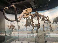 -辽宁古生物博物馆