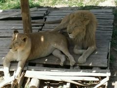 android_upload_pic-新疆天山野生动物园