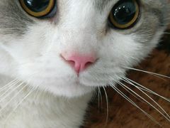 -瑞鹏宠物医院·骨科·猫科·内科(第一中心)