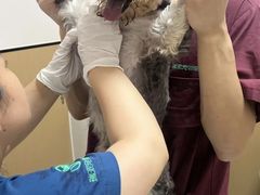 -瑞派康怡24h宠物医院·犬猫医疗中心·微创绝育(瑞景分院)