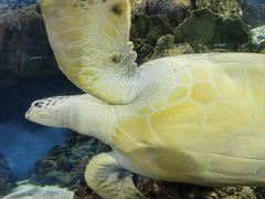 -上海海洋水族馆