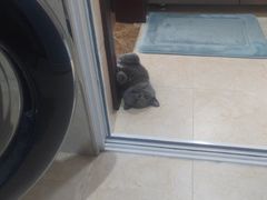 -宠爱国际动物医院· 猫科· 外科·中兽医(长白店)