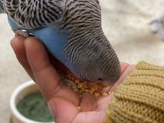 -上海大自然野生昆虫馆(东方明珠·爬宠昆虫探索中心)