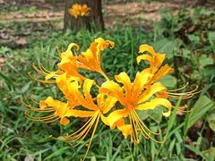 -共青国家森林公园-售票处