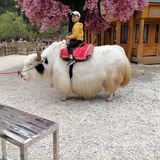 玉龙雪山蓝月谷