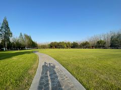 -合肥滨湖国家森林公园