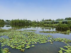 -白鹭湾湿地公园