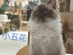 -藏猫猫咖啡主题馆(中央大道店)