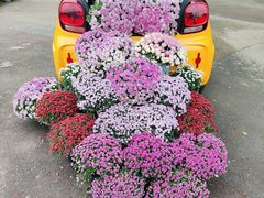 -上海共青森林公园