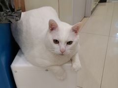 -艾吉宠物医院·疑难杂症转诊中心·猫友好(碧江路院)