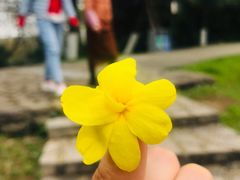 -菊花台公园