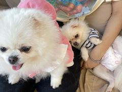 -怪兽屋·羊驼·猫咖·狗咖(俊华广场店)