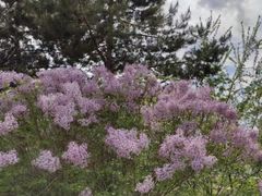 -群力丁香公园