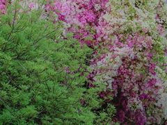 -深圳国际园林花卉博览园