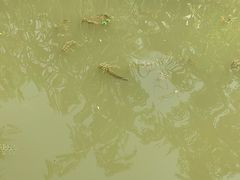 -白鹭湾湿地公园