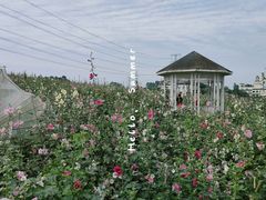 -紫颐香薰山谷景区