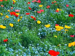 -上海共青森林公园