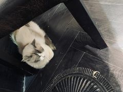 -猫色咖啡·猫咖