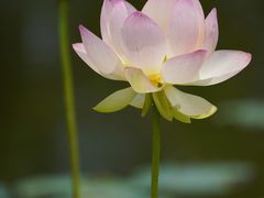 -荷花荡
