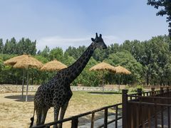 -北京野生动物园