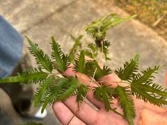 -南宁良凤江国家森林公园